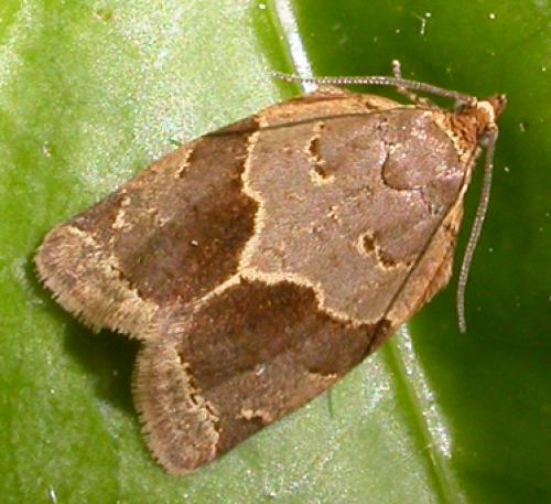 Clepsis dumicolana