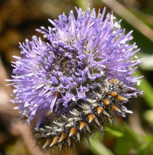 Melitaea didyma