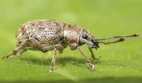 Réf. 45 478 : Peritelus sphaeroides