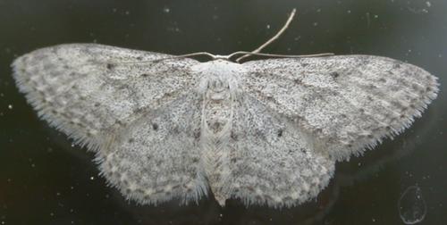Réf. 45 483 : Idaea seriata