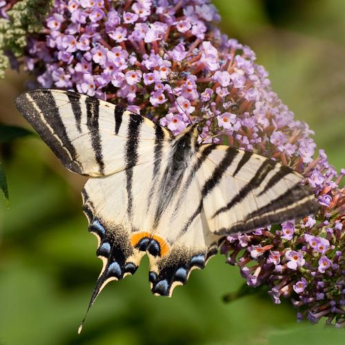 Réf. 45 209 : Iphiclides podalirius