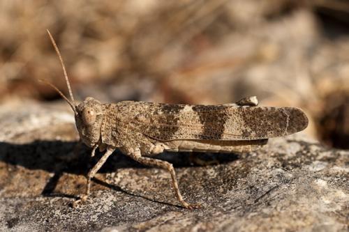 Réf. 45 215 : Oedipoda sp.