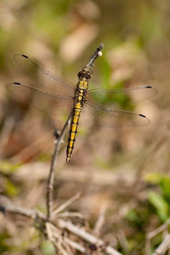 Orthetrum cancellatum