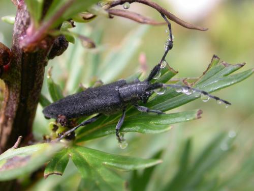 Agapanthia villosoviridescens