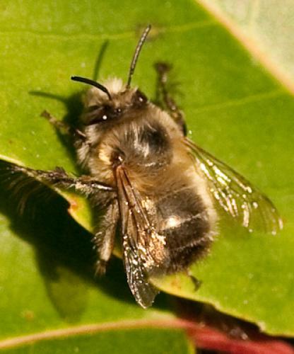 Anthophora plumipes