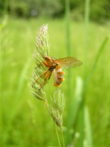 Scathophaga stercoraria