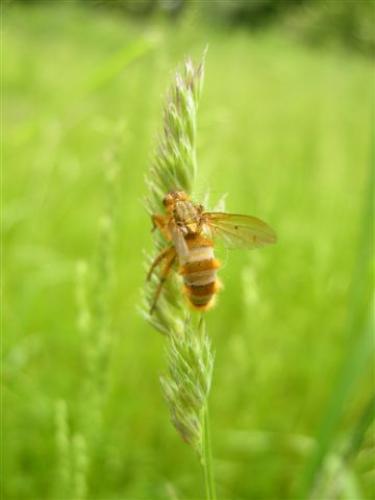 Scathophaga stercoraria