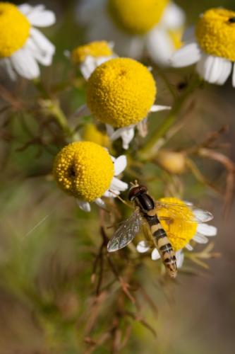 Sphaerophoria sp.