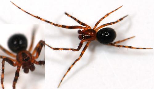 Réf. 45 792 : Theridion familiare