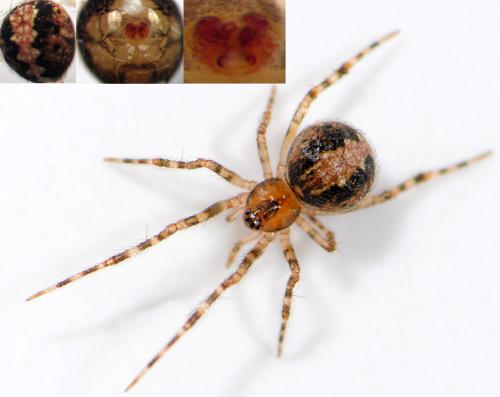 Theridion familiare