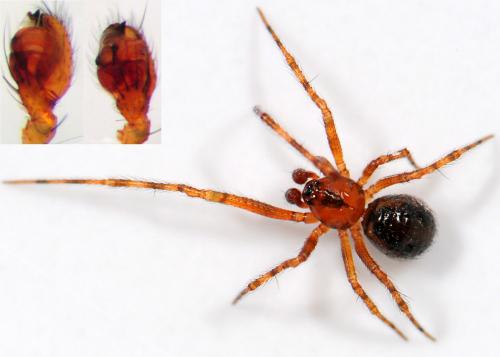 Theridion familiare