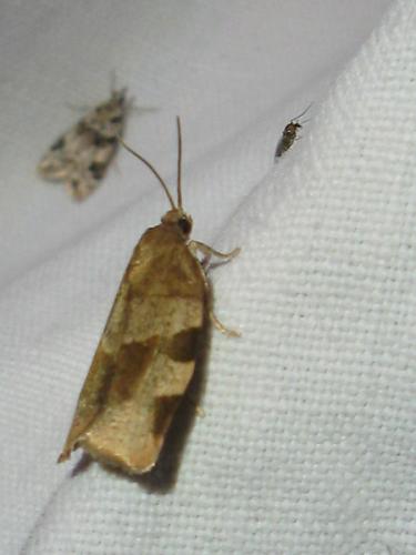 Réf. 45 942 : Choristoneura hebenstreitella