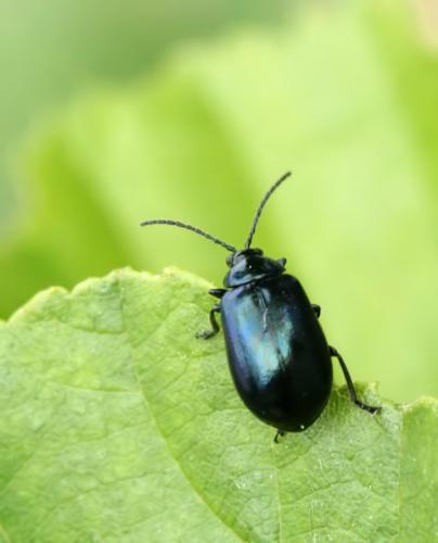 Réf. 45 798 : Agelastica alni