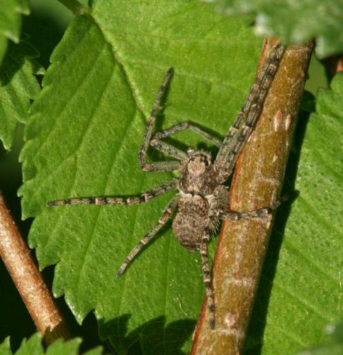 Philodromus sp.