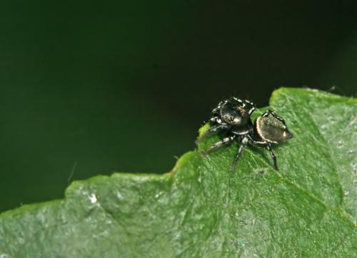 Heliophanus tribulosus