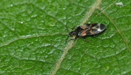Réf. 45 359 : Anthocoris nemoralis