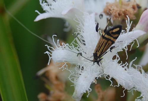 Réf. 45 943 : Nemophora ochsenheimerella