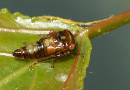 Réf. 45 362 : Rhytidodus decimusquartus