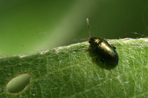 Réf. 45 877 : Crepidodera plutus
