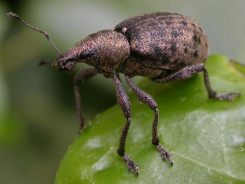 Réf. 45 148 : Liophloeus tessulatus