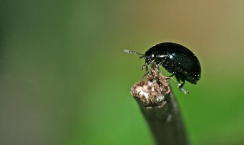 Phaedon sp.