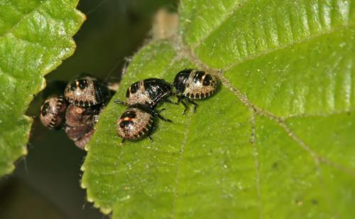 Rhaphigaster nebulosa