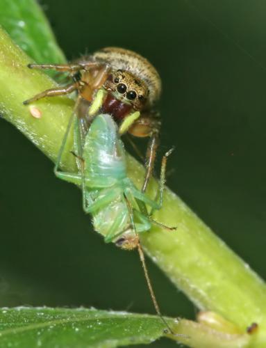 Heliophanus tribulosus