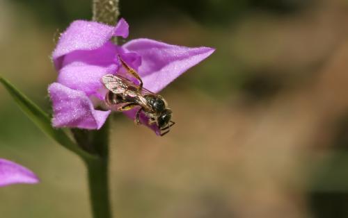 Lasioglossum sp.
