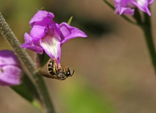 Lasioglossum sp.