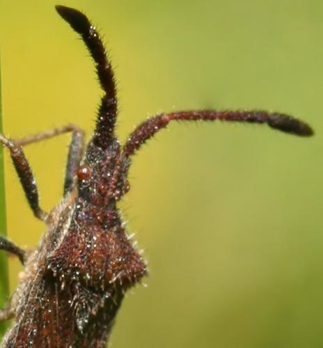 Coriomeris affinis