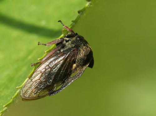 Réf. 45 562 : Centrotus cornutus