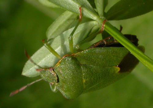 Palomena prasina