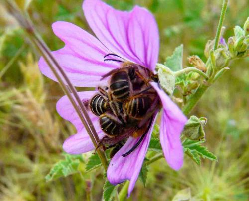 Eucera sp.