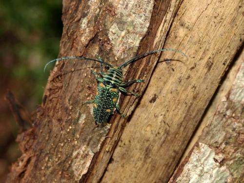 Zographus regalis