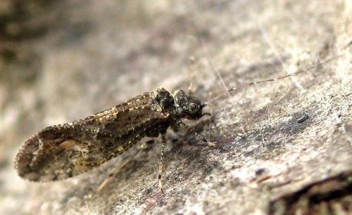 Réf. 45 167 : Myopsocus eatoni