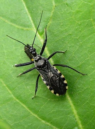 Réf. 45 054 : Sphedanolestes sanguineus