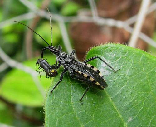 Réf. 45 055 : Sphedanolestes sanguineus