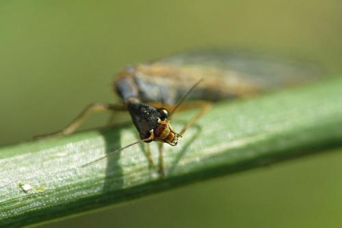 Xanthostigma corsicum