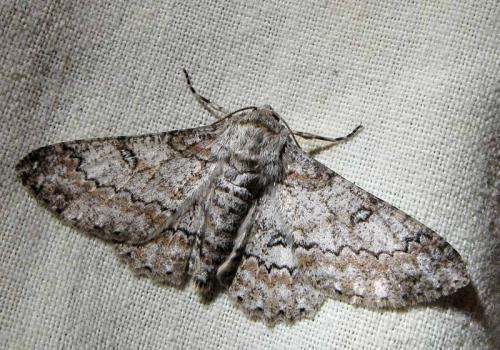 Ascotis selenaria