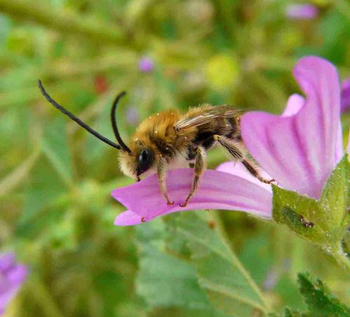 Eucera sp.
