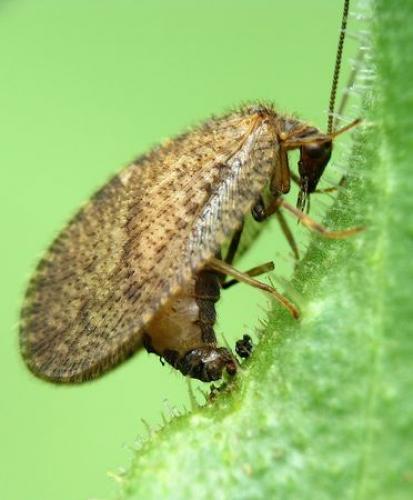 Megalomus sp.