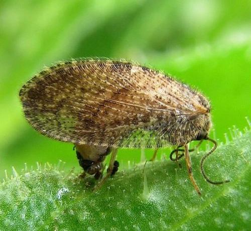 Megalomus sp.