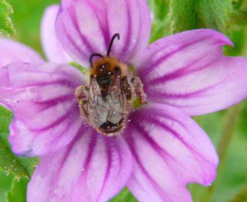 Eucera sp.