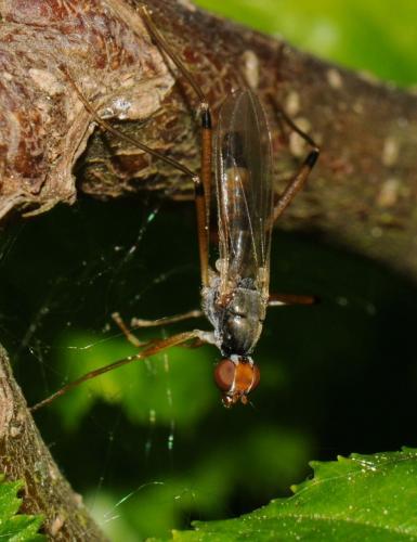 Neria cibaria