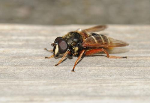 Sericomyia lappona