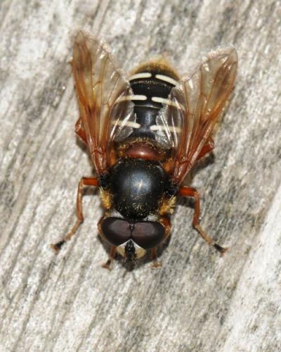 Sericomyia lappona
