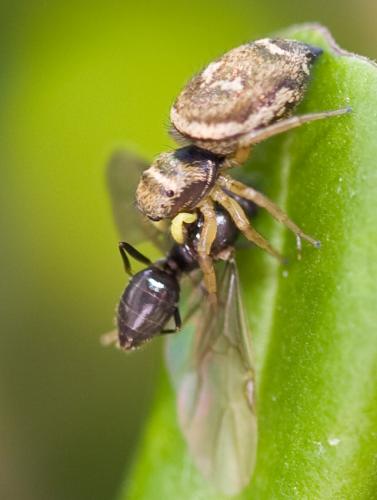 Heliophanus tribulosus