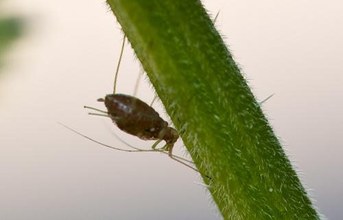 Microlophium carnosum