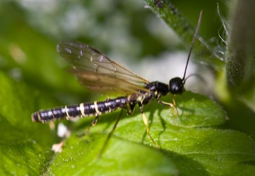 Calameuta sp.