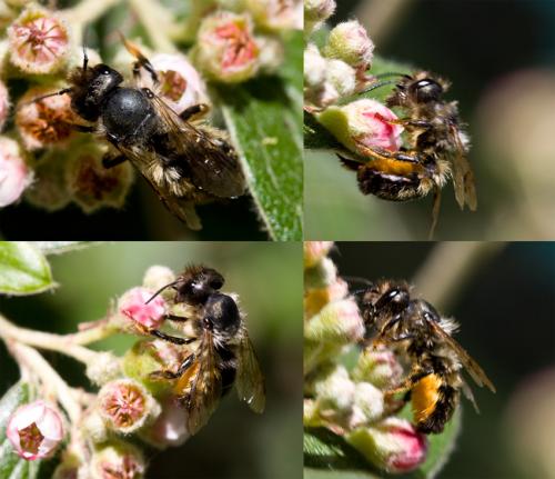 Osmia sp.